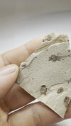 rare serranus fossil - video