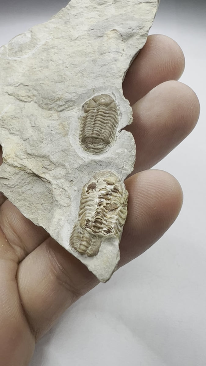 Unique Trilobite Fossil - Trimerocephalus caecus - video