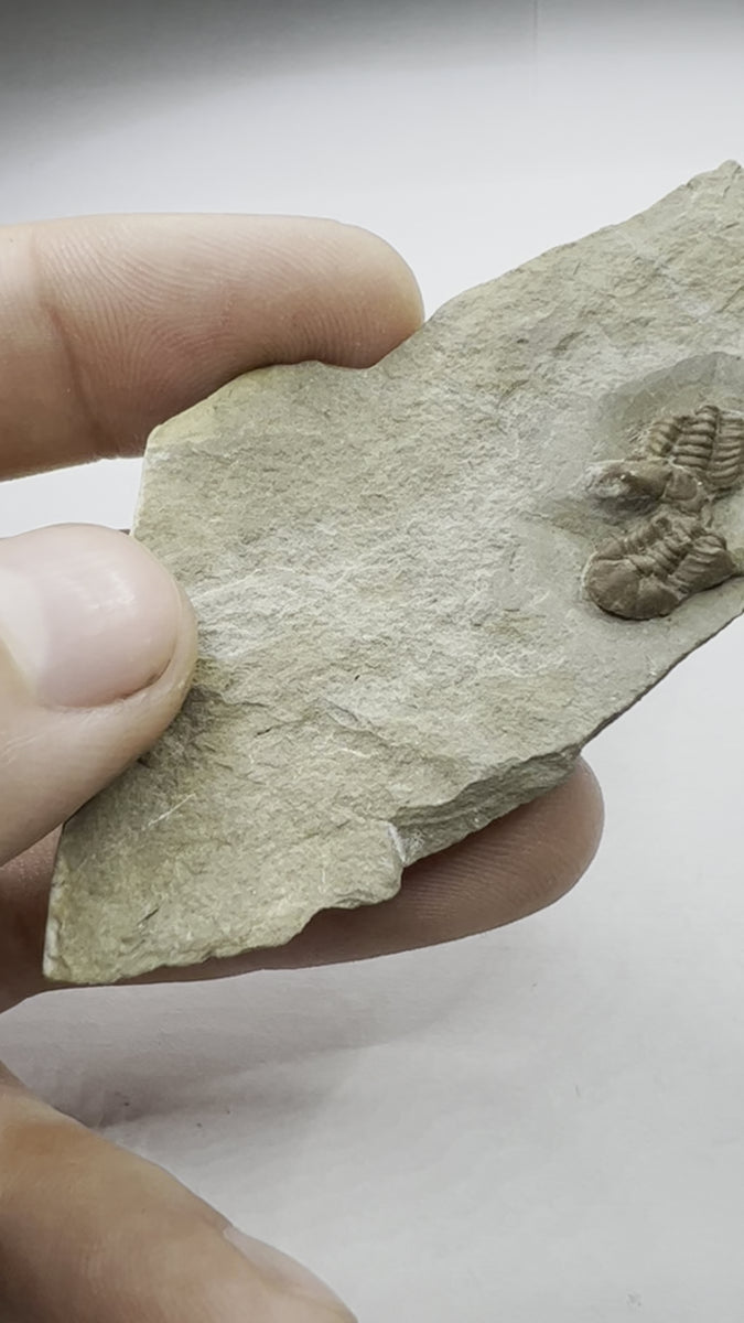 Remarkable Trilobite Fossil - Trimerocephalus Caecus - video