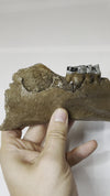 Sus Scrofa Pleistocene Fossil - Video