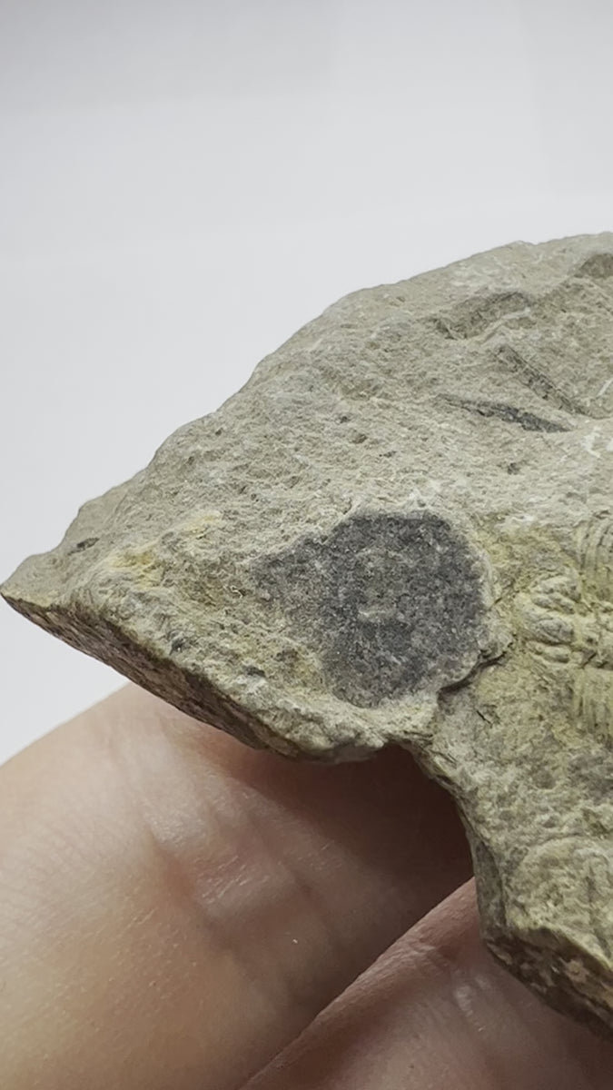 Trilobite Odontopleura Ovata - video