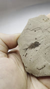 Serranus Fossil Collector's Piece - video