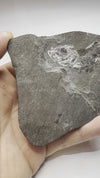 Prime Clupea Fossil Fish - video