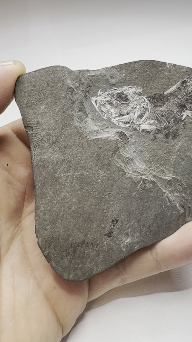 Prime Clupea Fossil Fish - video