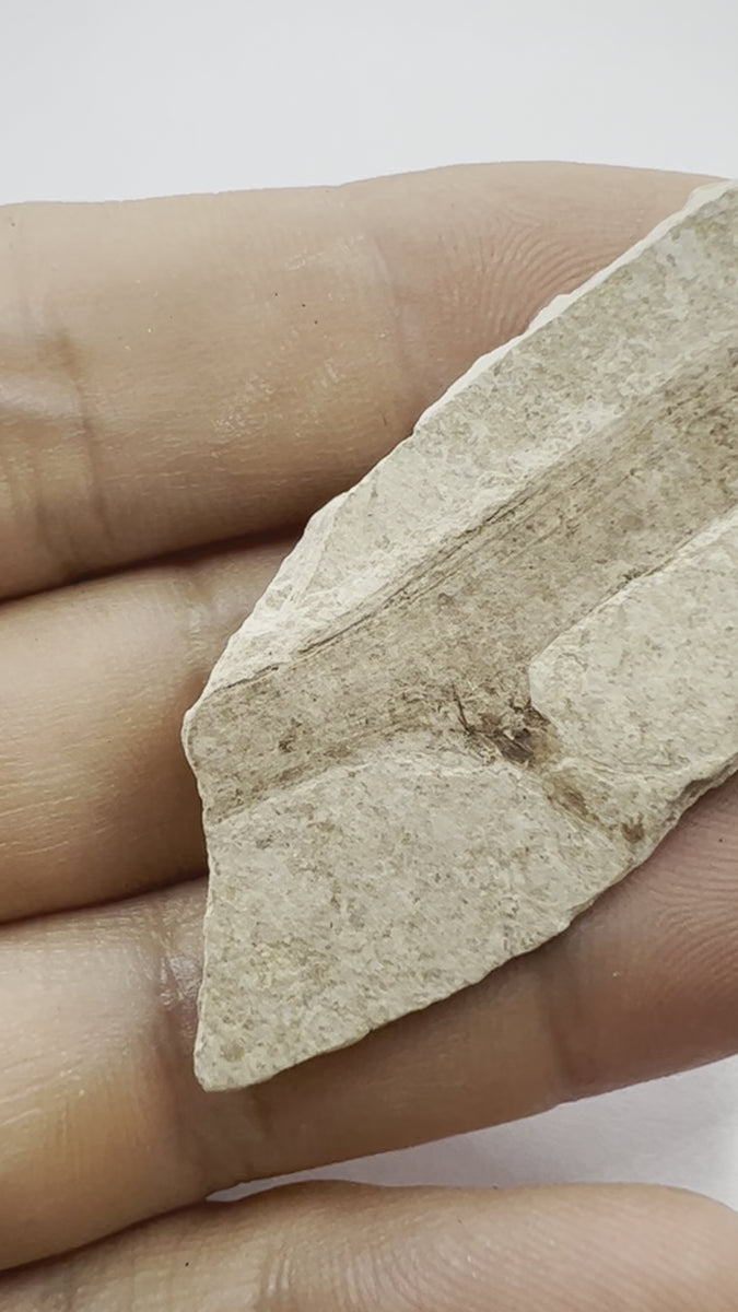 Plant fossil Oligocene 30-35 milion years ago - video