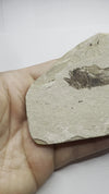 Deep Water Fossil Fish - video
