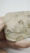 Crab Fossil, Portunus Oligocenicus - 360 video