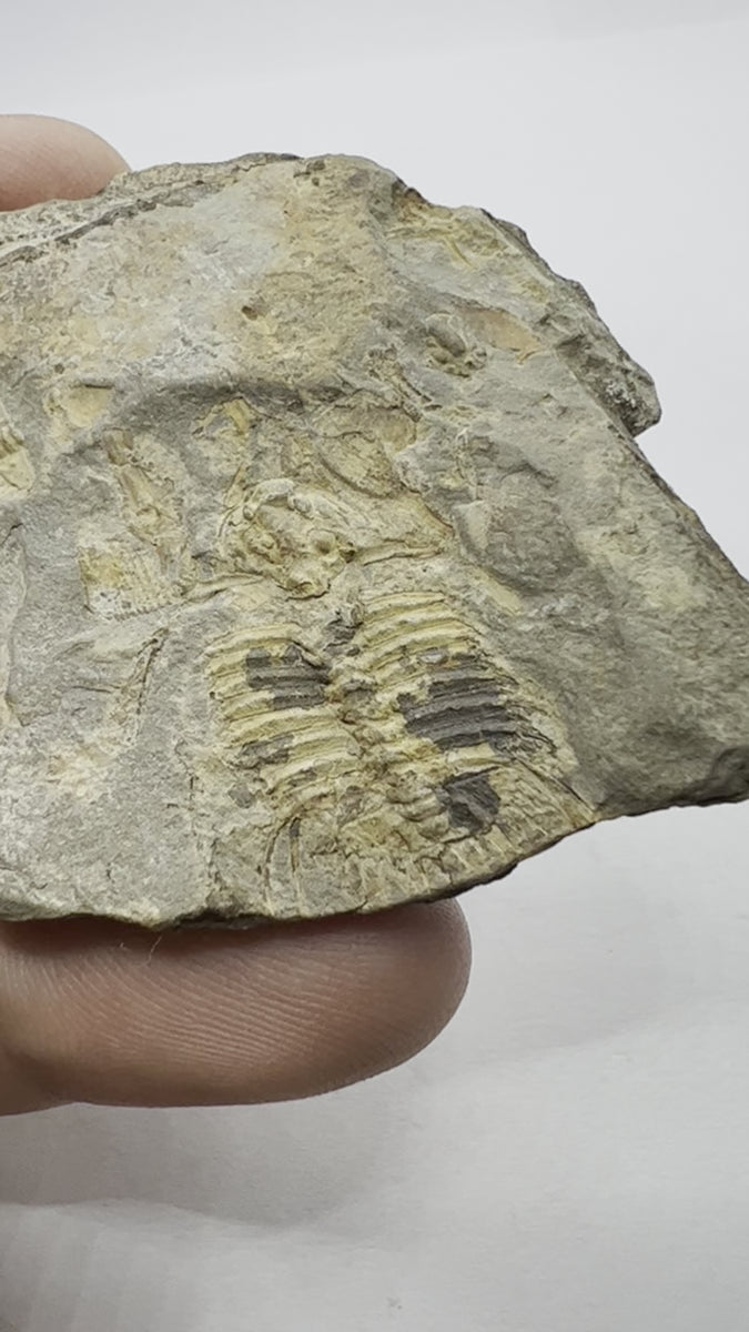 Real Trilobite Fossil - video