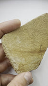 Fossil fish, Cetorhinus sp - video