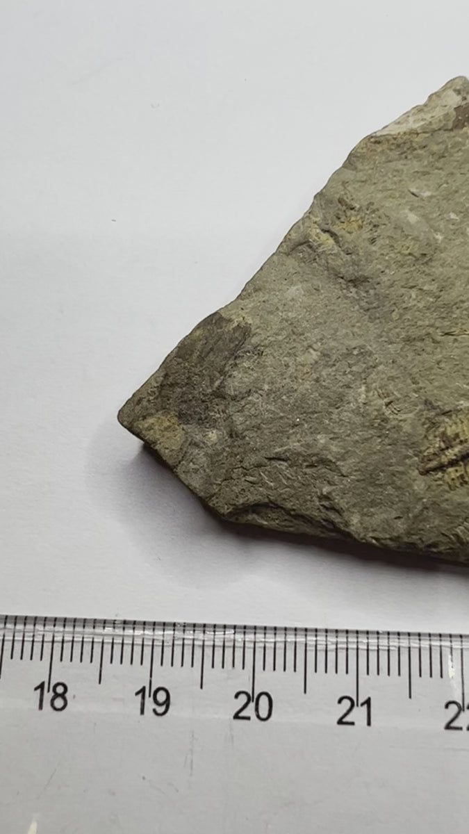 Trilobite Fossil, Odontopleura Ovata - video
