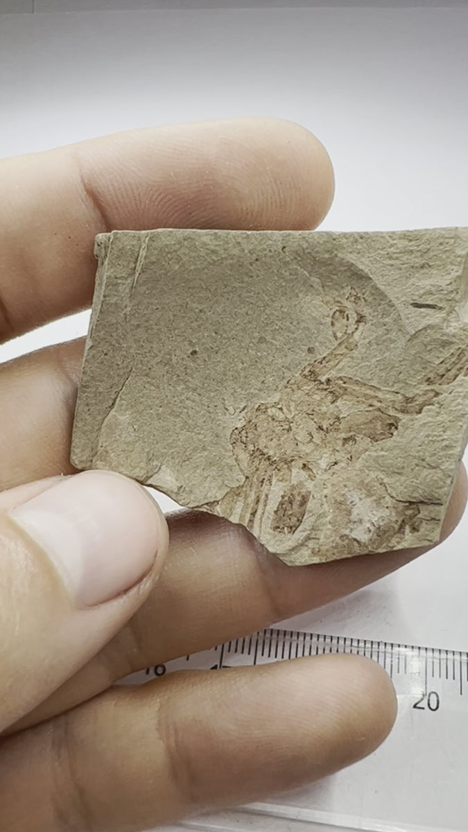 fossil crab from poland - video