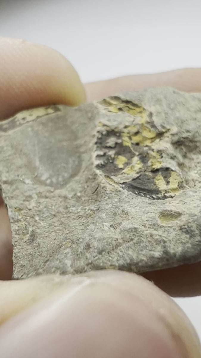Beautiful Trilobite Fossil - video