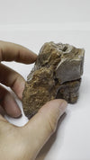 Ice Age Rhino Tooth Fossil - video