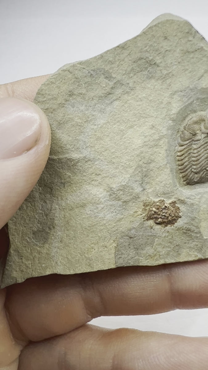 Exceptional Trilobite Fossil - Trimerocephalus Caecus - video