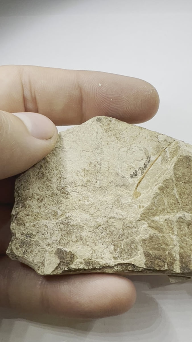 Rare Oligocene Fossil Fish - video