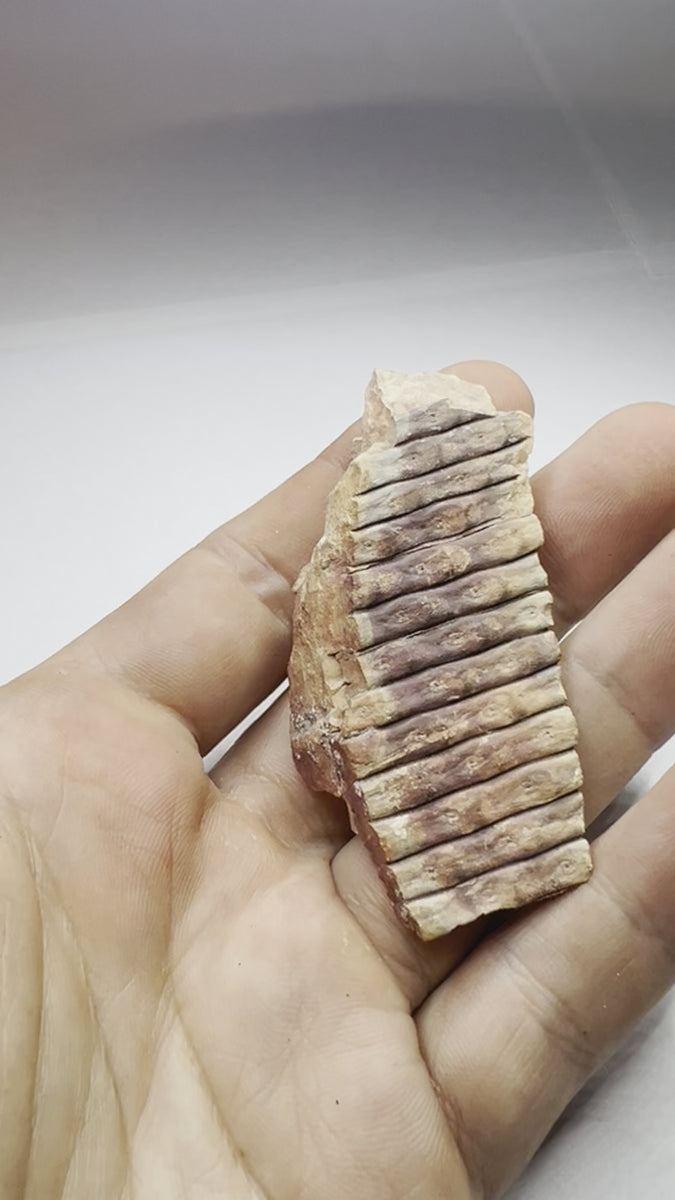 Fossil from Upper Silesia - video