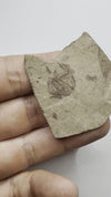 Fossil fish, Argyropelecus cosmovicii - video