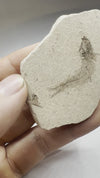Rear View of Clupea Fossil Fish - video