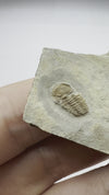 Special Trilobite Fossil - video
