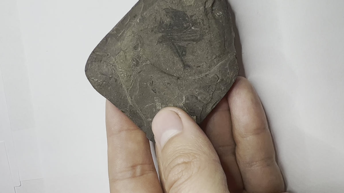 fish fossil for sale - real specimen - video