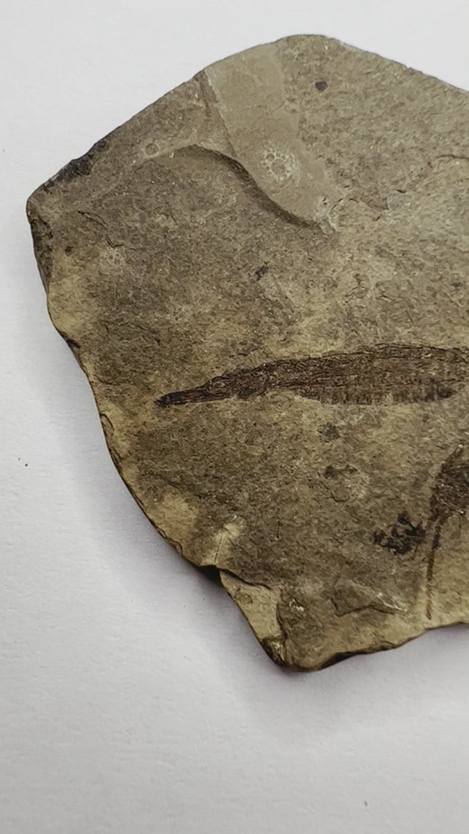 Very Rare Fossil Fish Specimen - Hipposyngnathus neriticus - video
