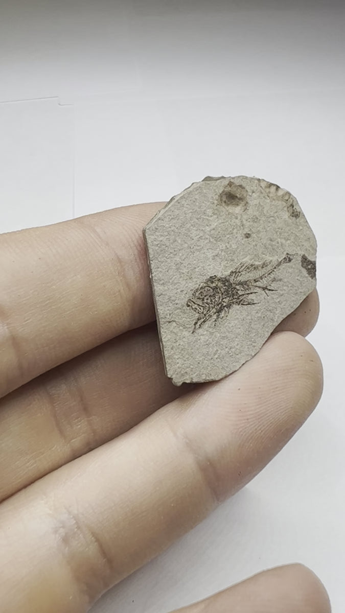 Serranus Fossil Discovery - video
