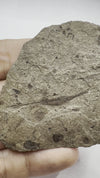 oldest fish fossil video