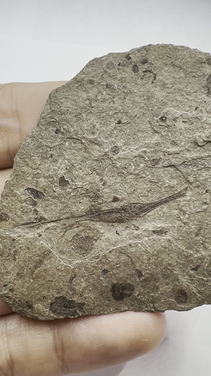 oldest fish fossil video
