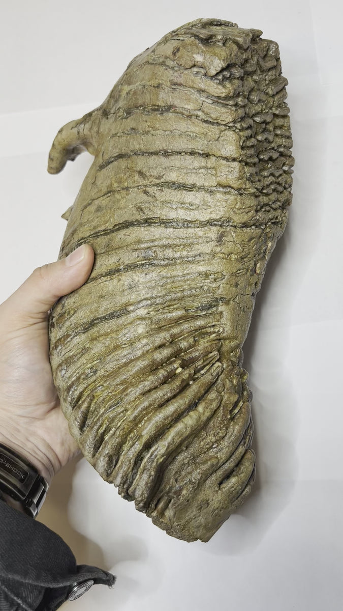 Real Wolly Mammoth Molar - video