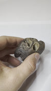 Ice Age Rhino Skull Tooth - video