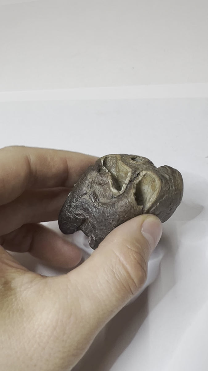 Ice Age Rhino Skull Tooth - video