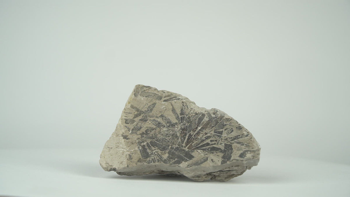 jurassic fossil plant - ginkgo - 360 video