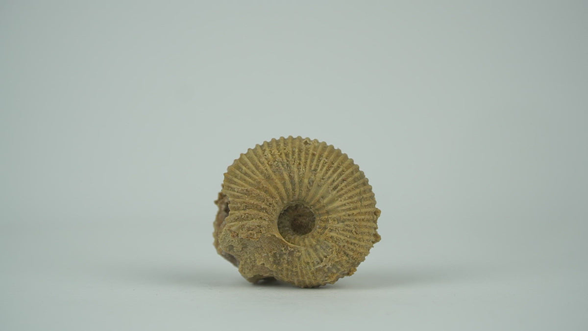 ammonite with crystal inside - 360 view