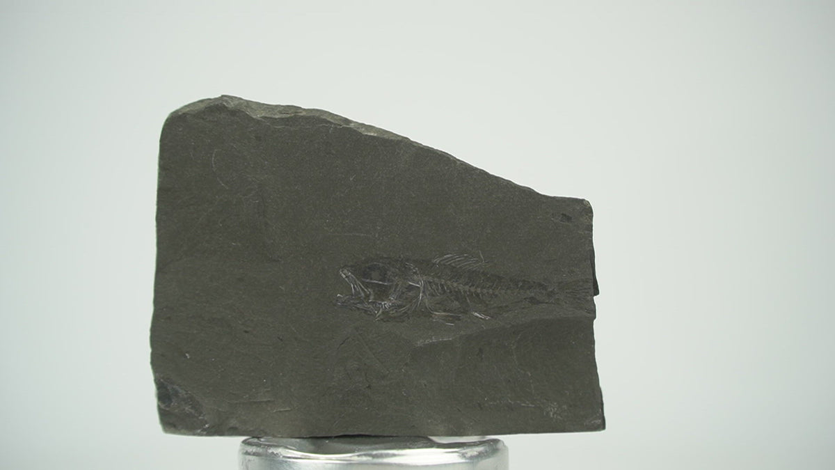 serranus fish fossil - 360 video