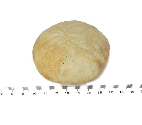 fossil sea urchin, size