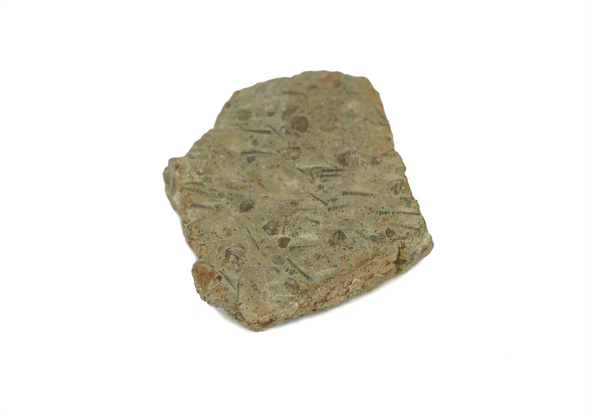 Tentaculites fossil devonian age