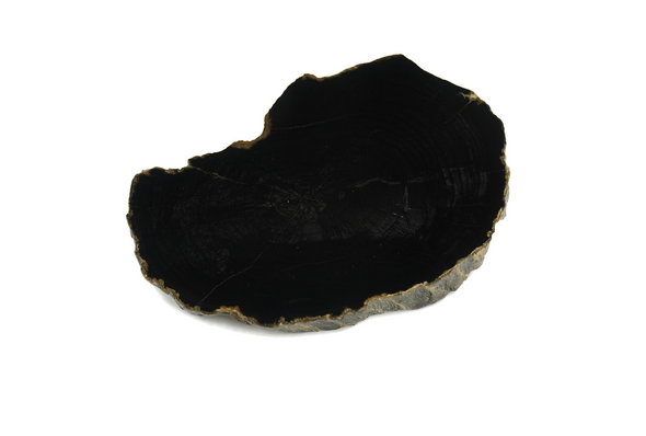 black slice of petrified wood lying on a surface