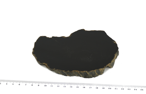 black slice of petrified wood size