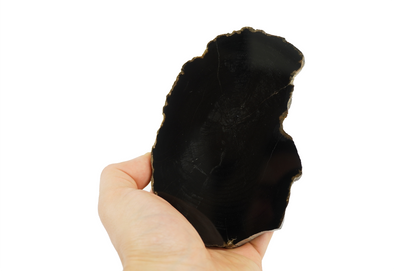 black slice of petrified wood held in hand