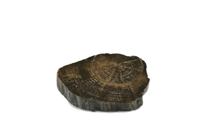 slice of petrified wood