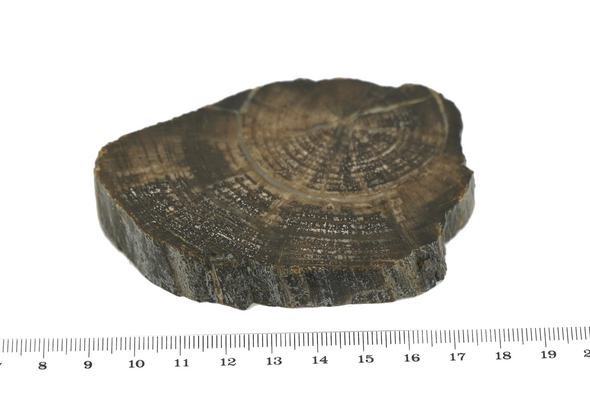 Slice of petrified wood size