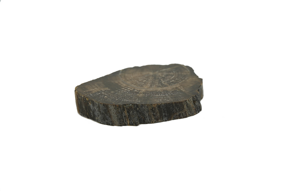 slice of petrified wood lying on a surface