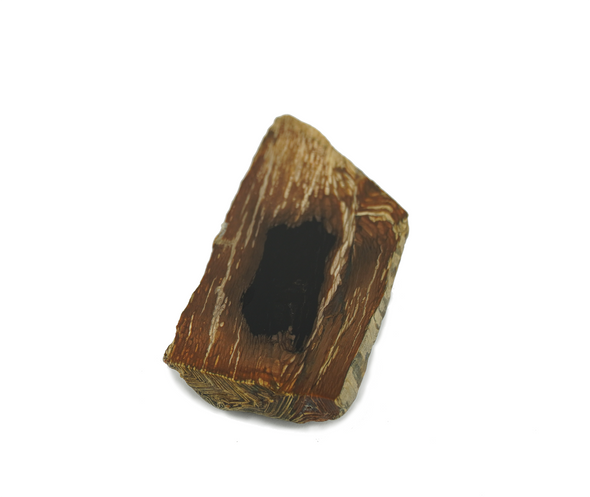 Petrified wood slice lying on a surface