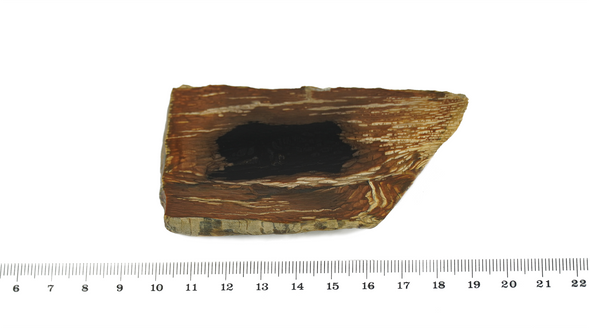 size Petrified wood slice