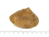 middle jurasic gastropod size