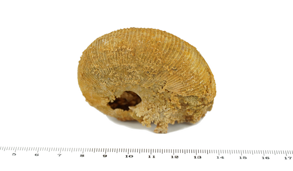 macrocephalus ammonite size