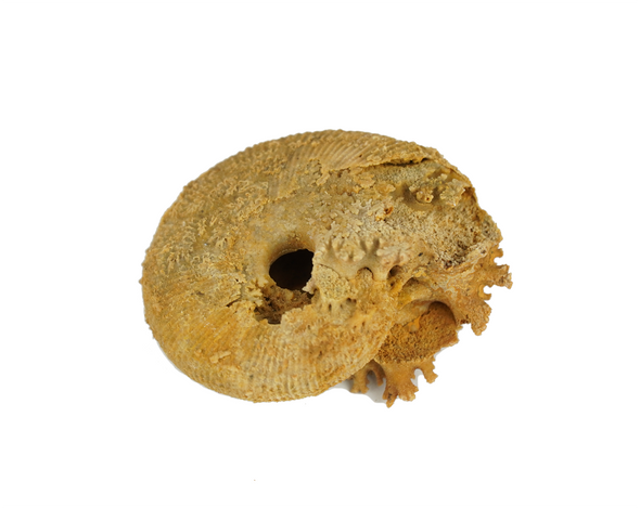 macrocephalus ammonite for sale