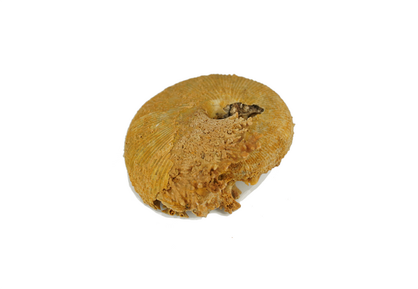 macrocephalus ammonite