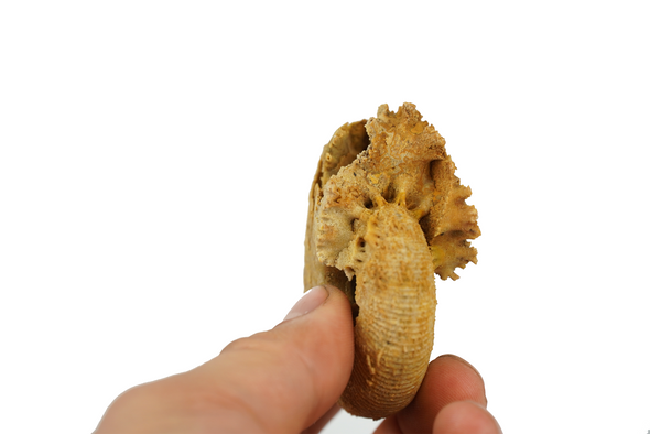 macrocephalus ammonite, side view
