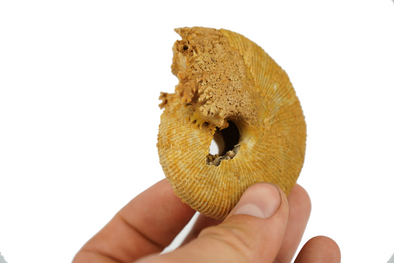 macrocephalus ammonite held in a hand